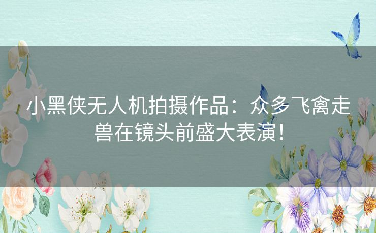 小黑侠无人机拍摄作品:众多飞禽走兽在镜头前盛大表演! 小黑侠无人机拍摄作品:众多飞禽走兽在镜头前盛大表演!